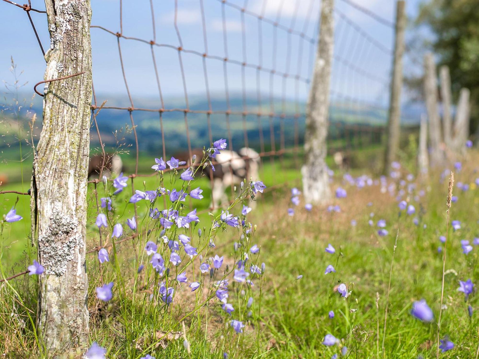 Villa Dol Y Mynydd The Mountain Meadow-Qu7521 Llangerniew Exterior foto